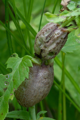 Gymnetron terminassianae