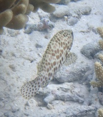 Epinephelus merra