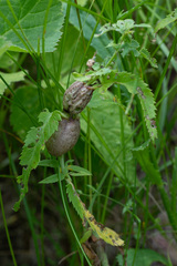 Gymnetron terminassianae