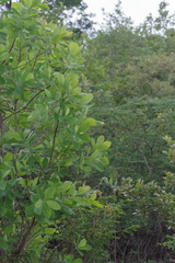Terminalia brachystemma