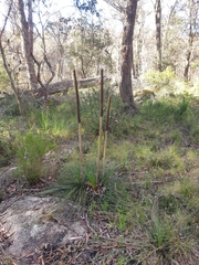 Xanthorrhoea acaulis