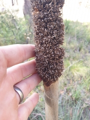 Xanthorrhoea acaulis
