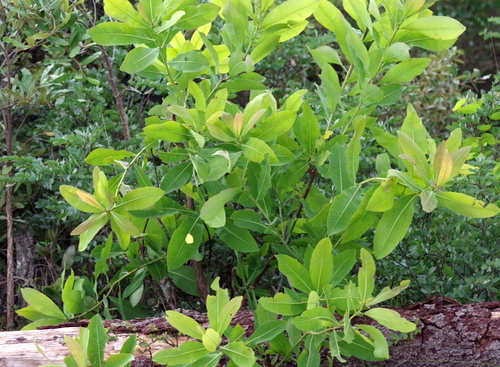 Terminalia brachystemma image