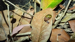 Stanisicarion freycineti