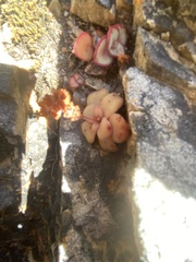 Crassula orbicularis