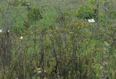 Bauhinia petersiana