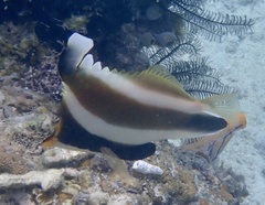 Heniochus chrysostomus