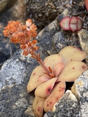 Crassula orbicularis