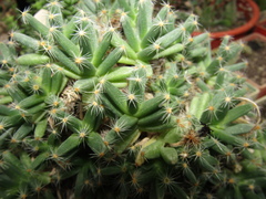 Trichodiadema densum