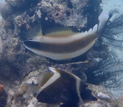 Heniochus chrysostomus
