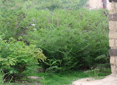 Pteridium centrali-africanum