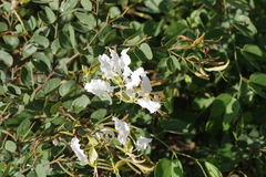 Bauhinia petersiana