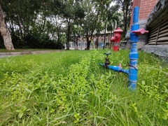 Lindernia rotundifolia