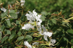 Bauhinia petersiana