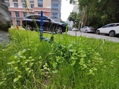 Lindernia rotundifolia