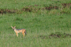 Lupulella mesomelas schmidti