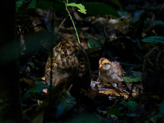 Odontophorus capueira