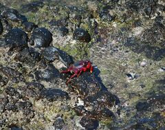 Grapsus adscensionis