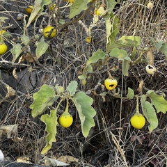 Solanum incanum