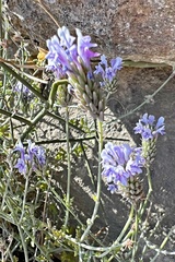 Lavandula