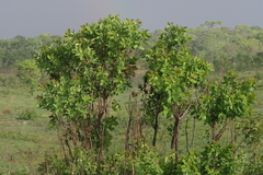 Terminalia brachystemma