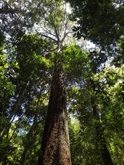 Allocasuarina torulosa