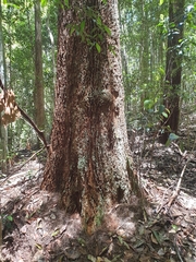 Allocasuarina torulosa