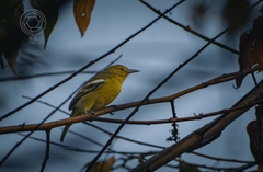 Aegithina tiphia