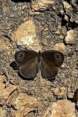 Ypthima asterope