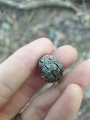 Allocasuarina torulosa
