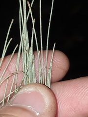 Allocasuarina torulosa