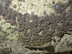 Hypoxylon fragiforme