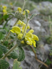 Phlomis lanata