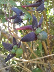 Tropaeolum pentaphyllum