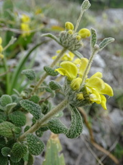Phlomis lanata