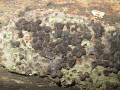 Hypoxylon fragiforme