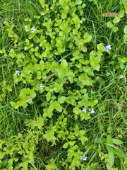 Lindernia rotundifolia