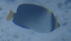 Chaetodontoplus mesoleucus