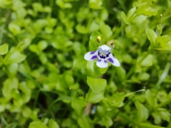 Lindernia rotundifolia