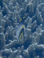 Chaetodontoplus mesoleucus