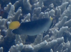 Chaetodontoplus mesoleucus