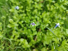 Lindernia rotundifolia