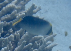 Chaetodontoplus mesoleucus