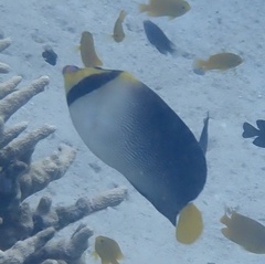 Chaetodontoplus mesoleucus