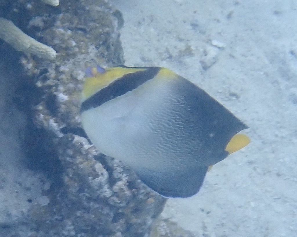 emperor butterflyfish