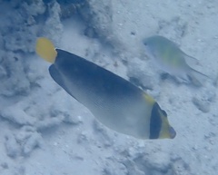 Chaetodontoplus mesoleucus