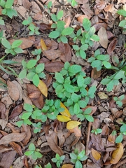 Artocarpus nitidus lingnanensis