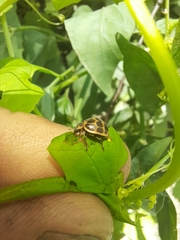 Epilachna paenulata