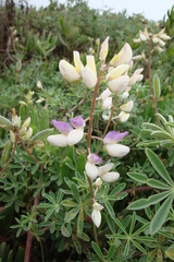 Lupinus variicolor