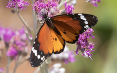 Danaus chrysippus orientis